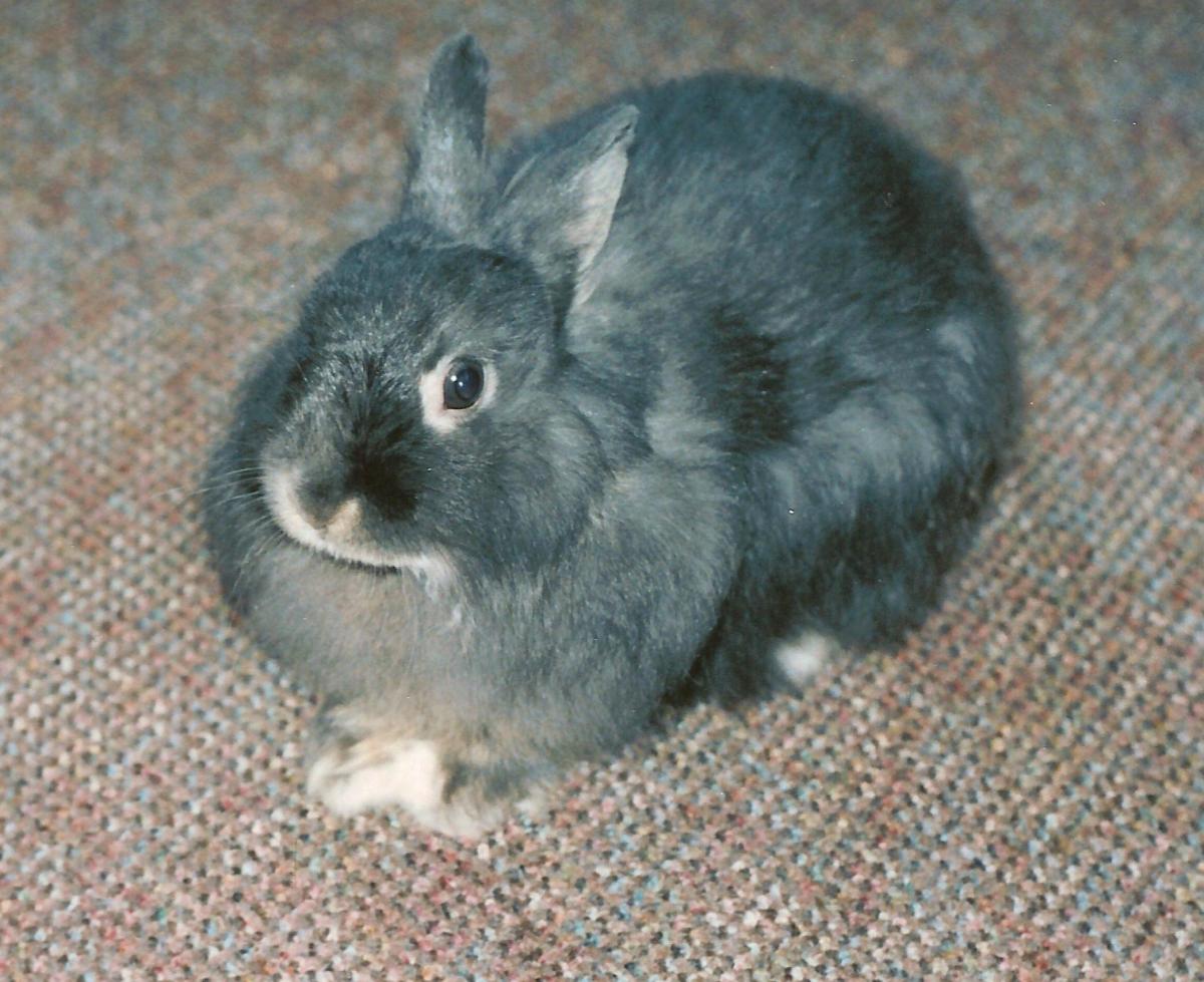 12837658_f520.jpg