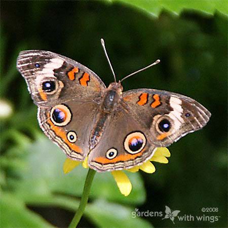 common-buckeye-brown-orange-wings.jpg