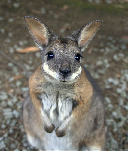 close-wallaby.jpg