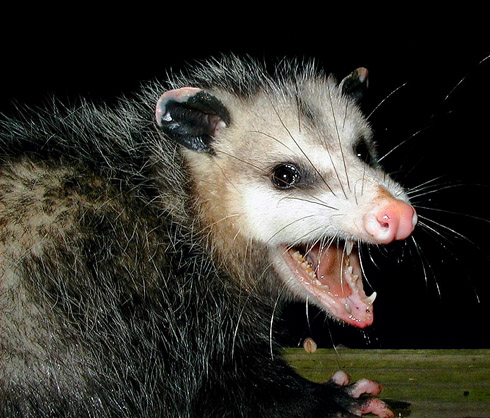 possum.jpg