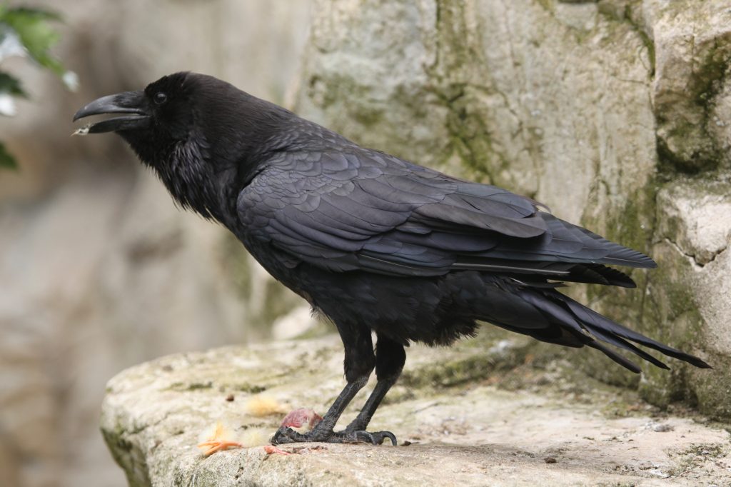 Common-raven-1024x682.jpg