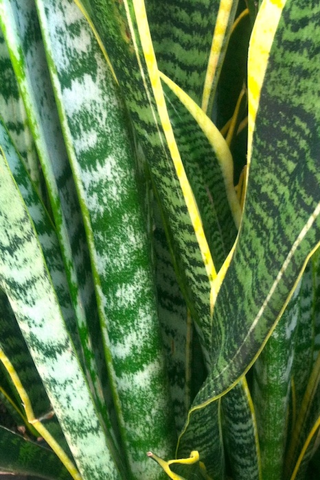 snakeplant.jpg