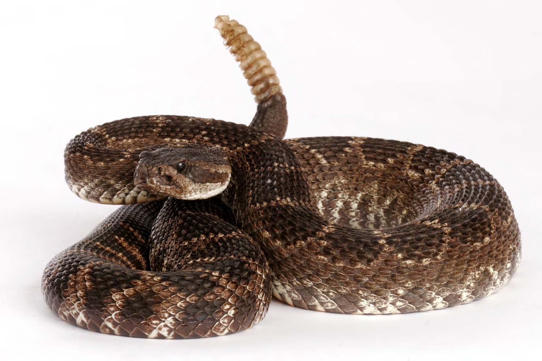 rattlesnake.jpg