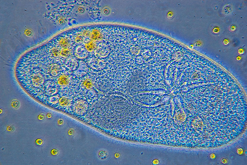 paramecium-nebarnix.jpg