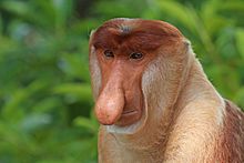 220px-Proboscis_monkey_%28Nasalis_larvatus%29_male_head.jpg