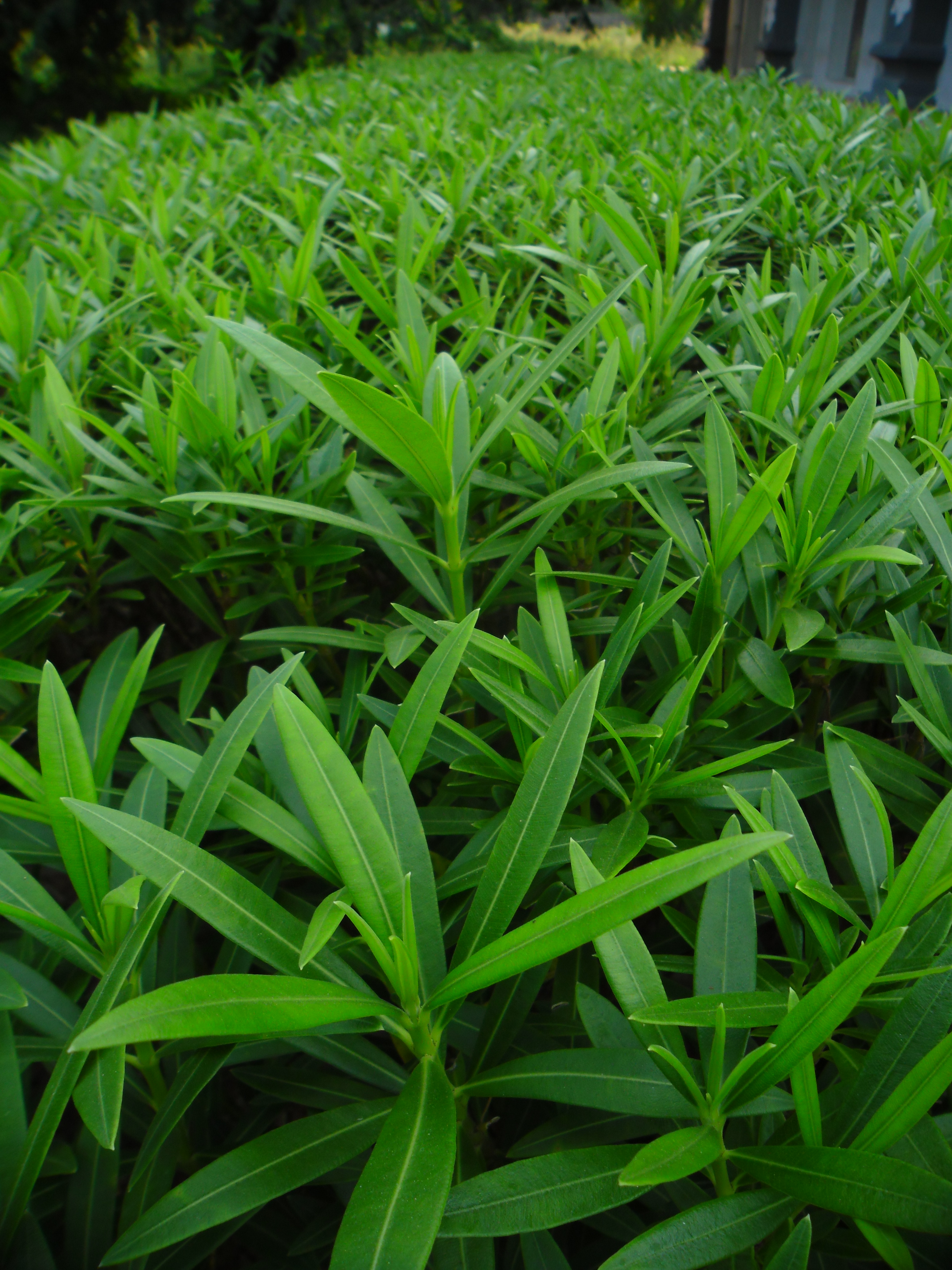 Green_plants_in_garland.JPG