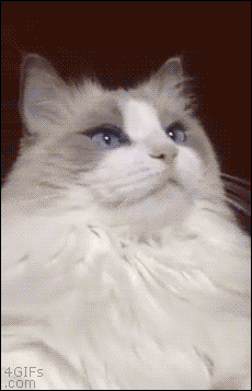 05cea02bb9abc32e84979d8b5a4fd868.gif