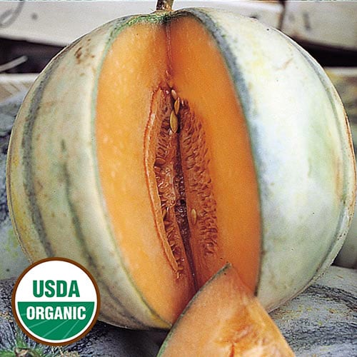 1206-charentais-melon-organic.jpg