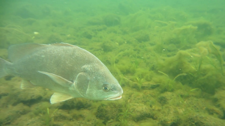freshwater-drum.jpg