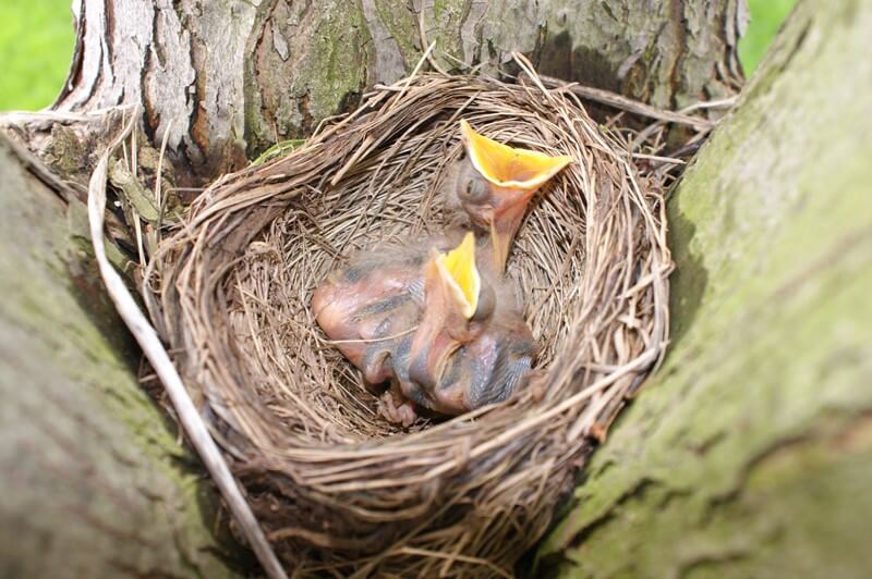 Baby-Birds-in-Nest.jpg