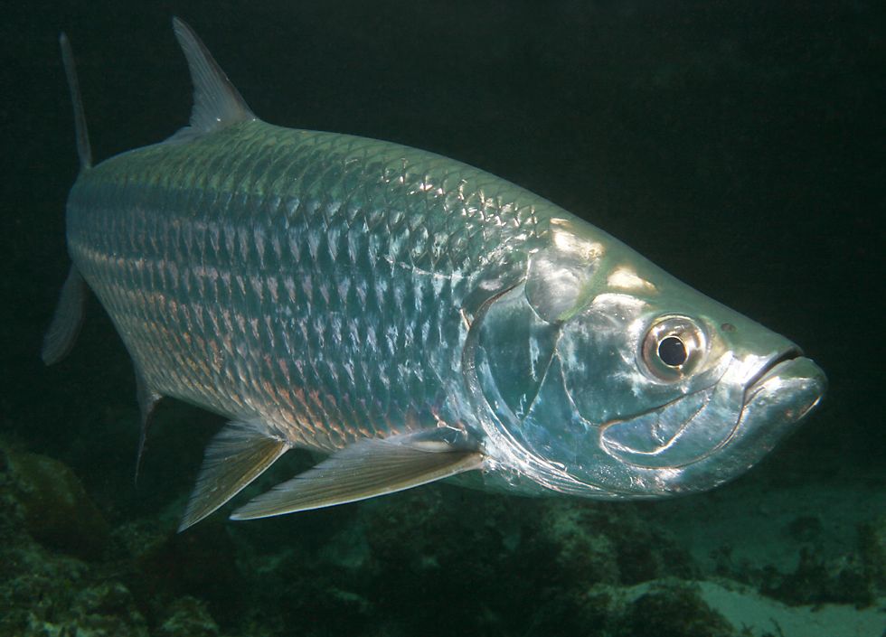 Tarpon09.jpg