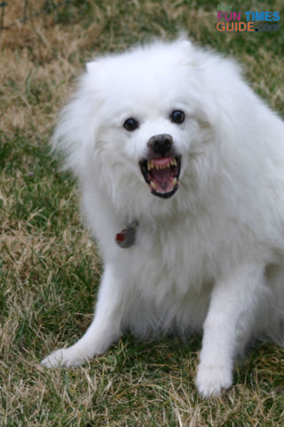dog-teeth2.jpg
