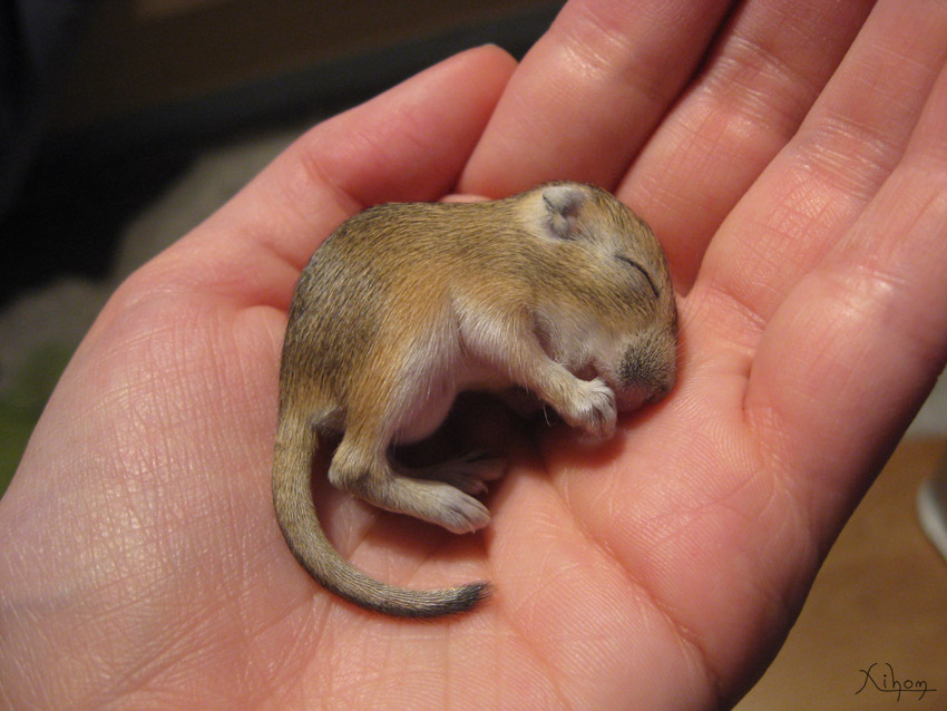 ami__baby_gerbil_by_xihom.jpg