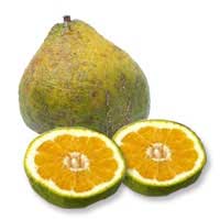 ugli-fruit.JPG