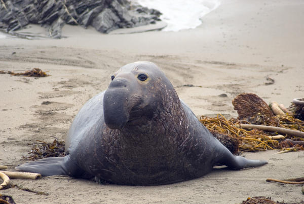 elephant_seal_beach.jpg