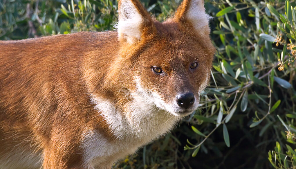 animal-hero-dhole.jpg
