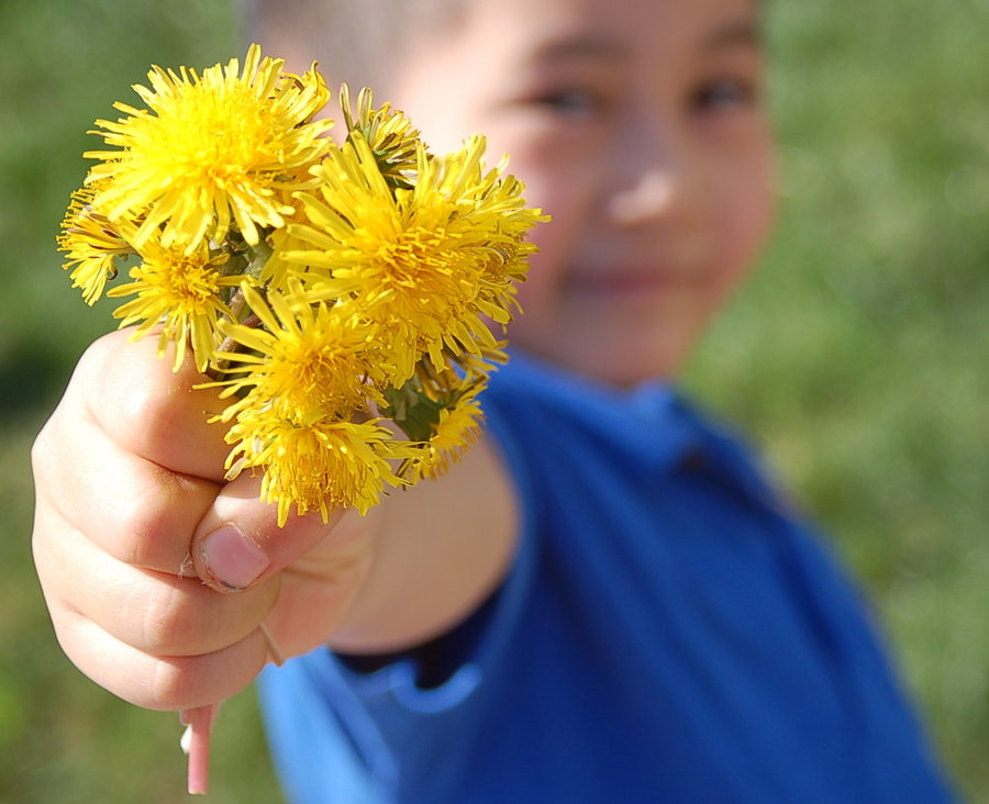 dandelion-1.jpg