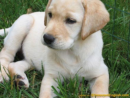 labrador-puppy.jpg