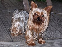 220px-Little_tootie.JPG
