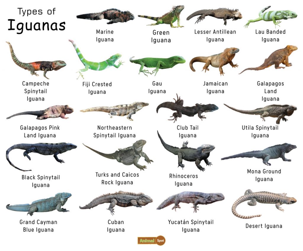 Types-of-Iguana-1024x849.jpg