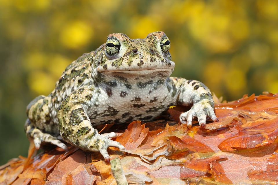 natterjack1.jpg