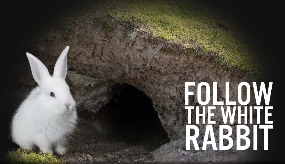 follow-the-white-rabbit.jpg
