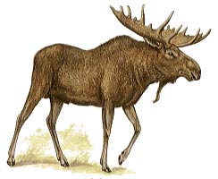 moose.jpg