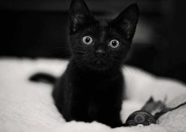 black-kitten-with-toy.jpg
