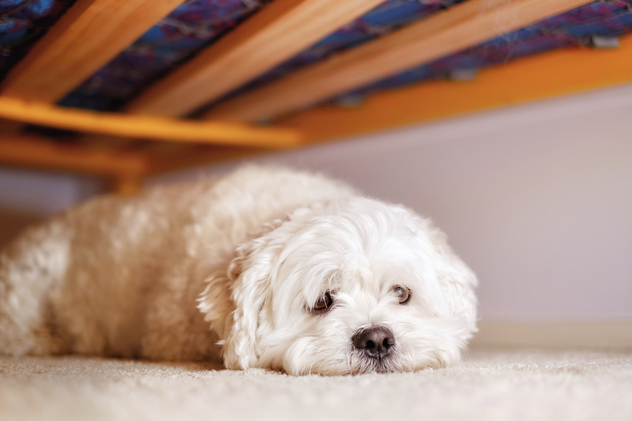 dog-hide-under-bed-1367295725-1.jpg