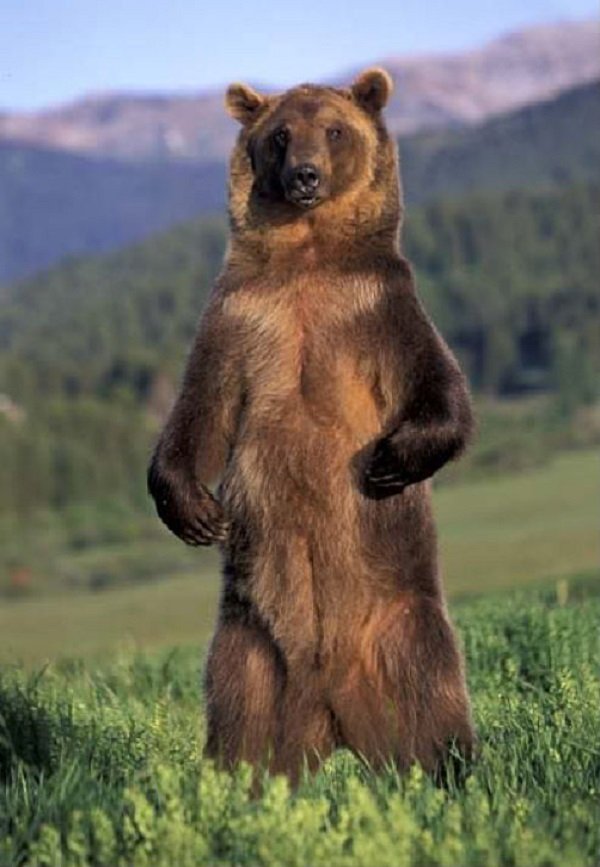 grizzlybearstanding.jpg