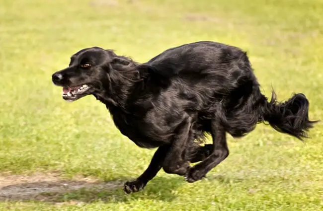 Flat-Coated-Retriever-4-650x425.jpg