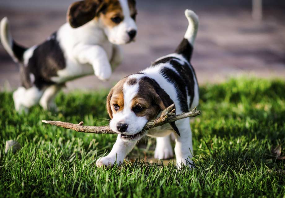 Beagle_SERP.jpg