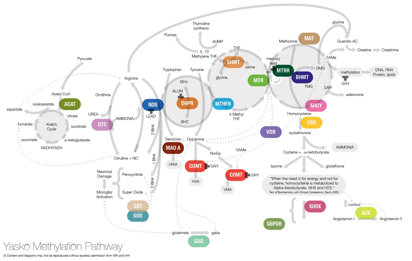 Yasko-Methylation-Pathway.jpg