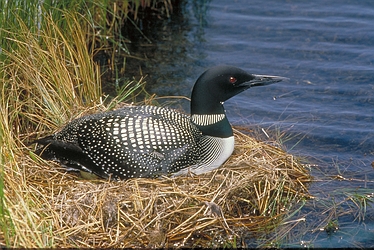 Common-Loon-4234.jpg