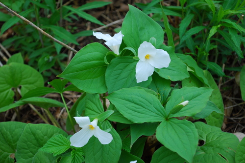 Trillium%20grandiflorum-thumb-500x334-15896.jpg