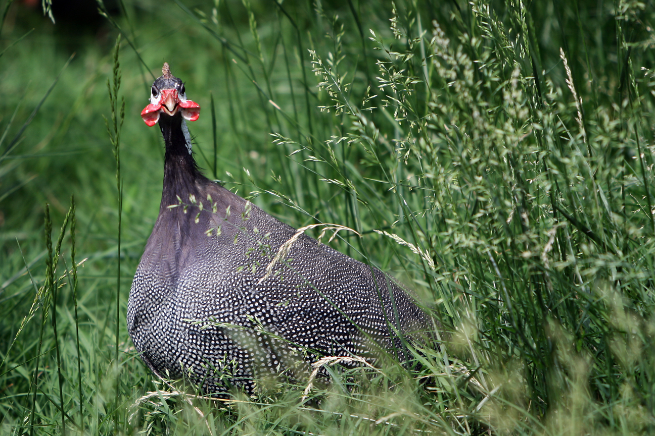 helmeted_guinea_fowl.jpg