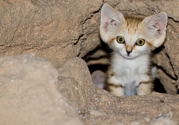 baby_sand_cat.jpg