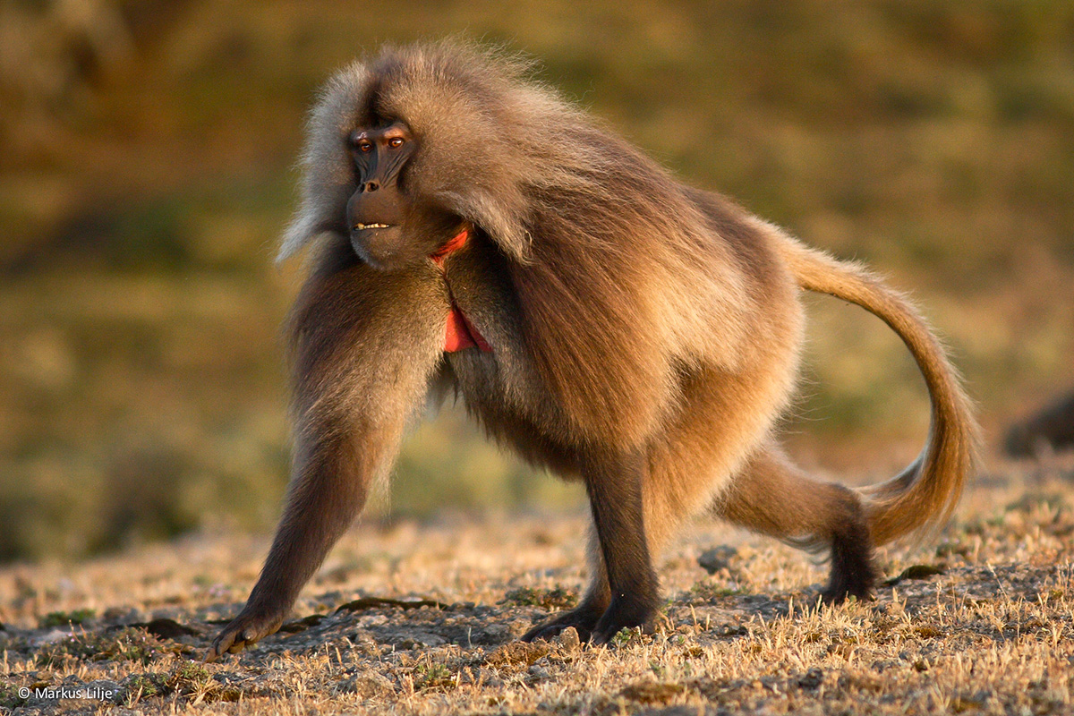 Gelada-073-ML-2.jpg