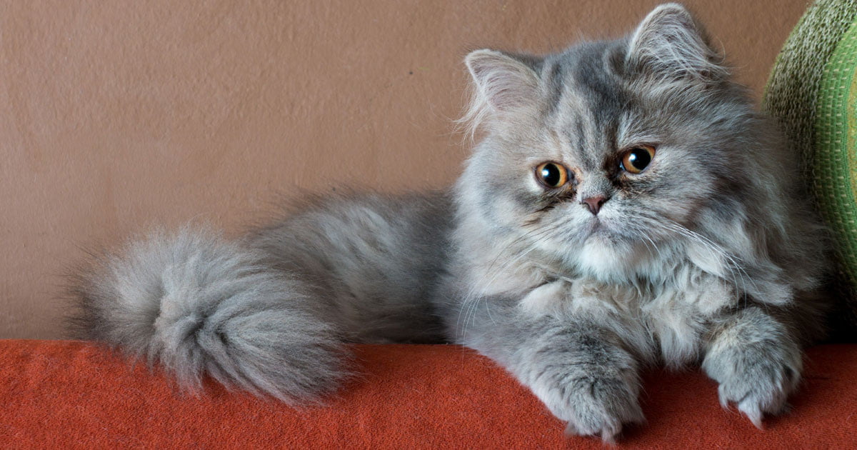 https://images.herz-fuer-tiere.de/images/_aliases/1440w/7/2/7/5/205727-1-de-DE/PerserFB.jpg