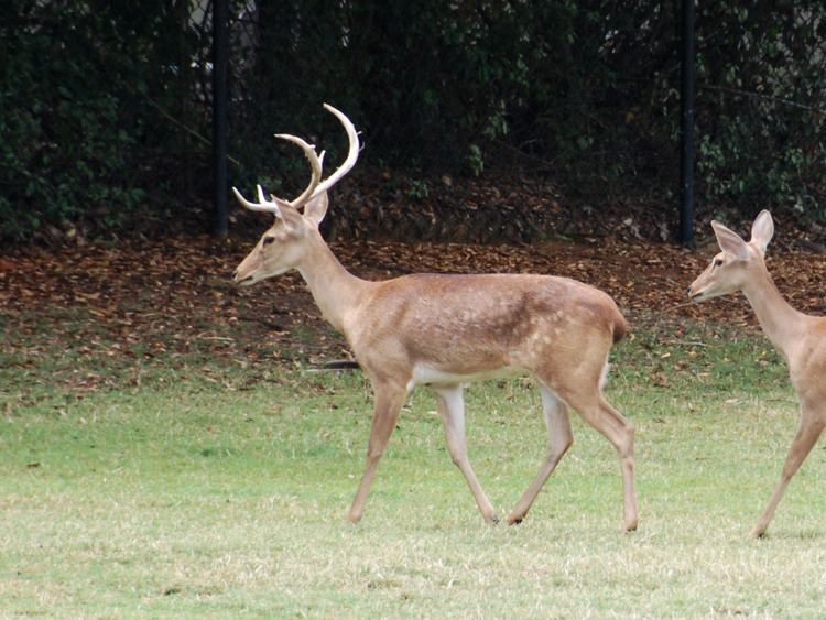 elds-deer-95a1544c-358b-4cf6-a2de-98873700a71-resize-750.jpeg