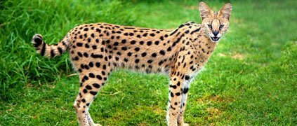 serval_grass.jpg