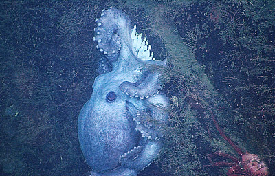 Graneledone boreopacifica mother guarding her eggs. Photo by: 2007 MBARI