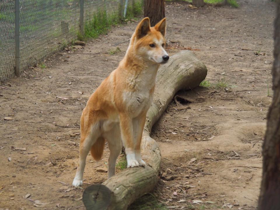 Bargo-Dingo-Sanctuary-posing.jpg