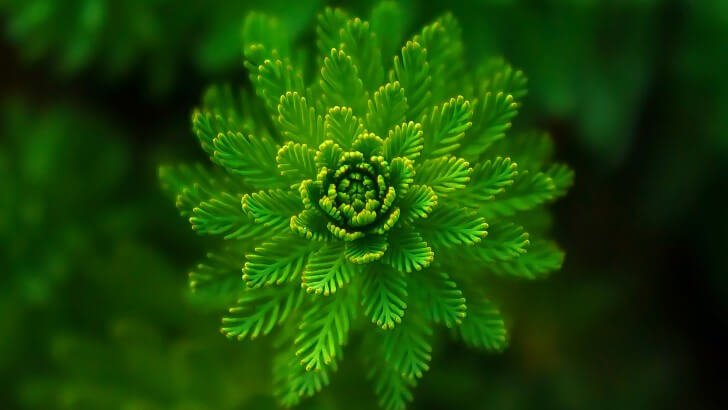 water-plant-close-up-979.jpg