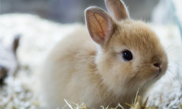 Netherland Dwarf Rabbit