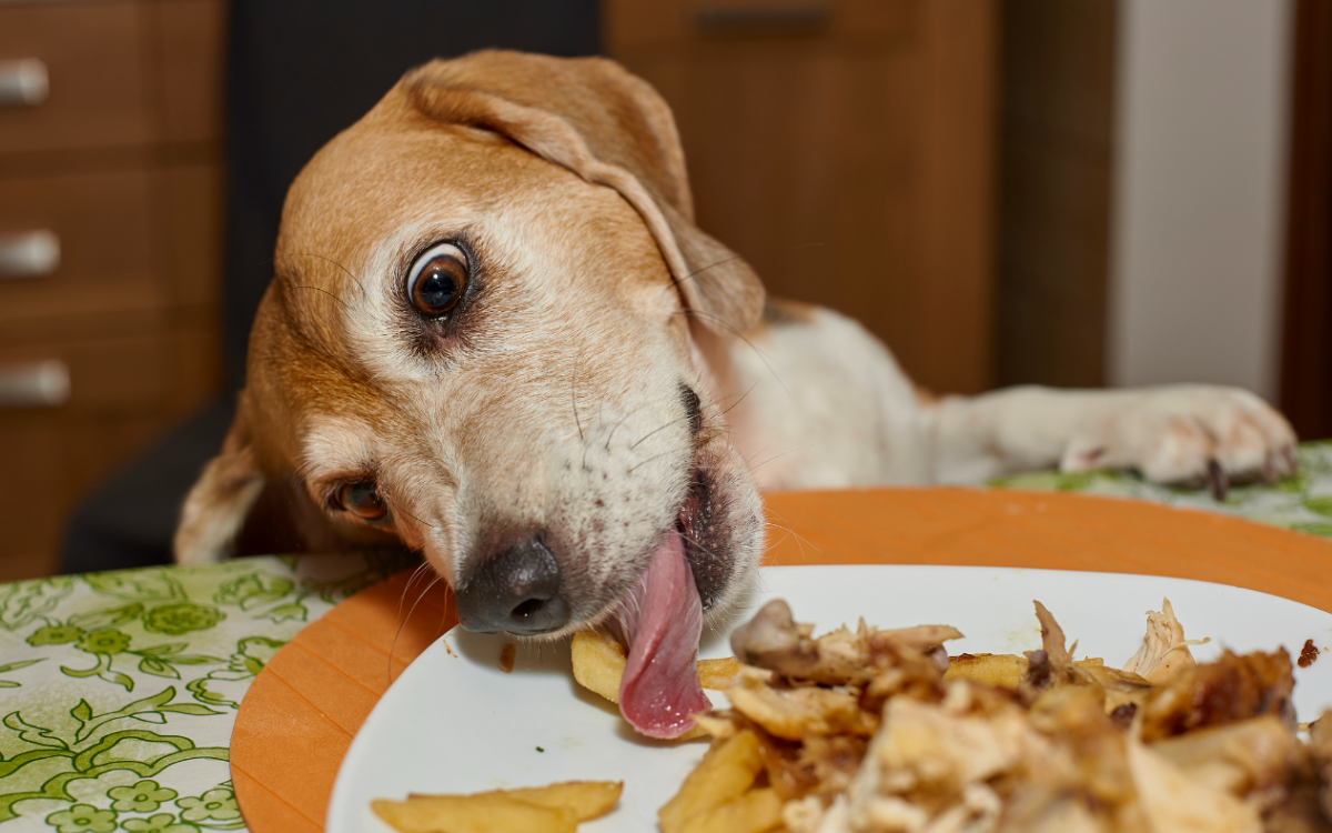 Dog Caught On FaceTime Stealing Owner's Chicken Nuggets: 'He Risked It All'