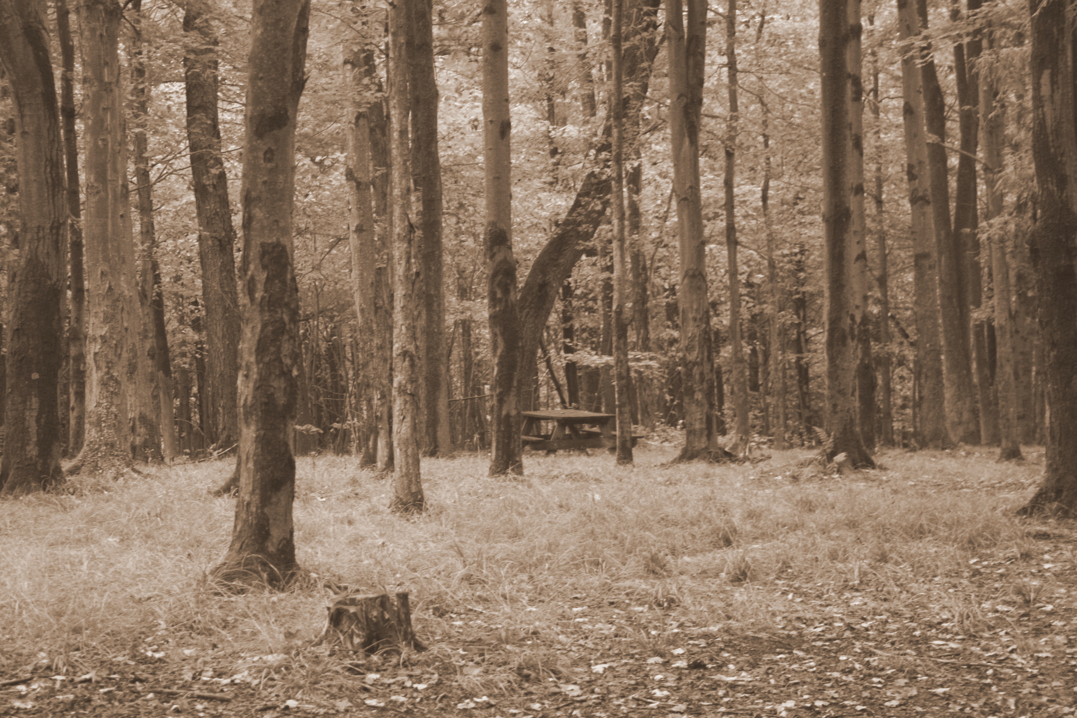The lonely woods – times three. | New Adventures – On & On