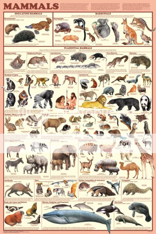 Mammals_poster.jpg