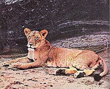 220px-Elsa_the_Lioness.jpg