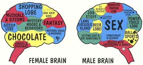 female-brain-male-brain.jpg